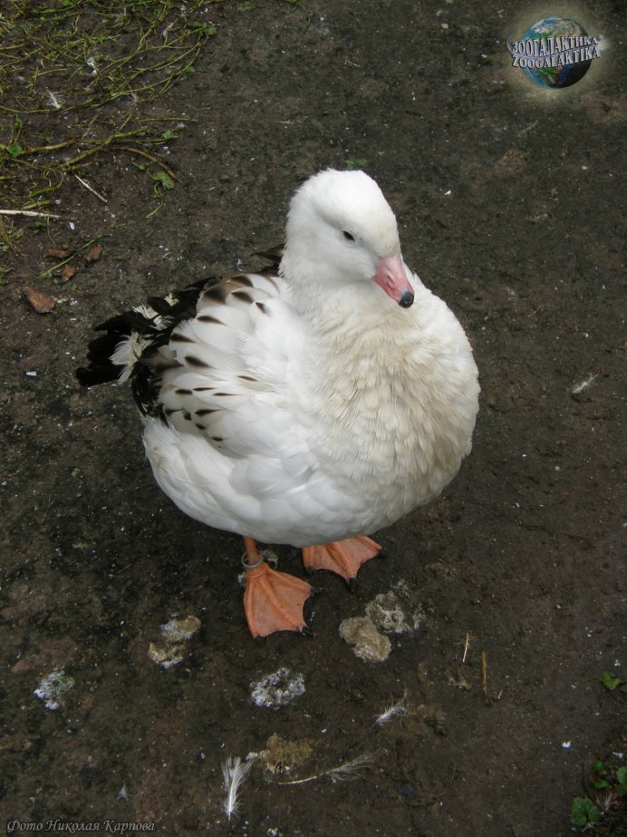 Фото Андского гуся