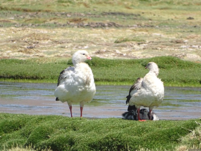 John Gould (1804-1881) Christie's