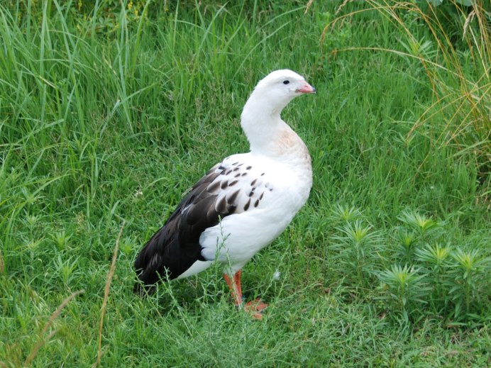 Андский Гусь самец