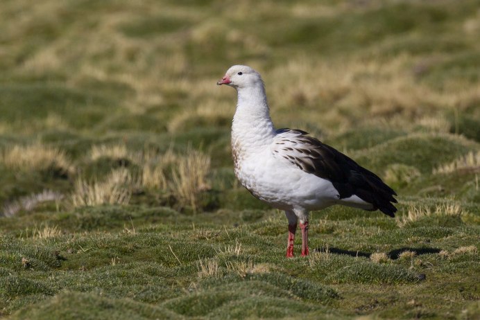 Фото Андского гуся