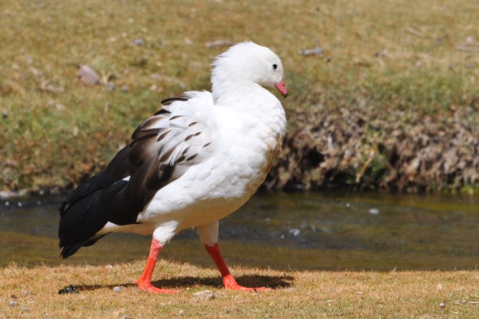 Оринокский Гусь