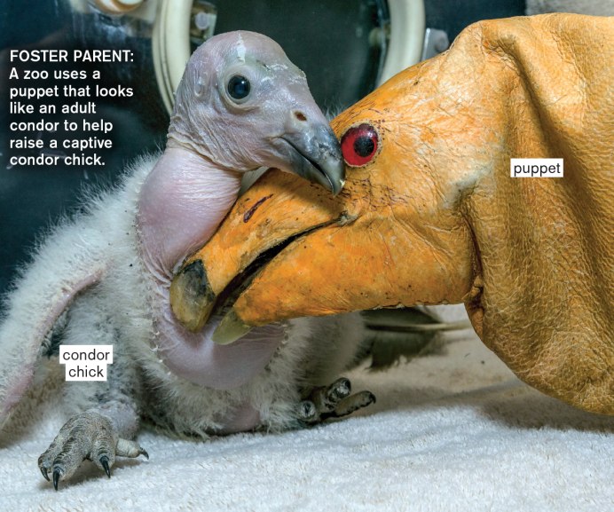 Белый Гусь (лат. Anser caerulescens) симрилик