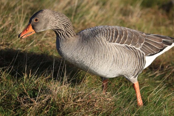 Черная канадская казарка