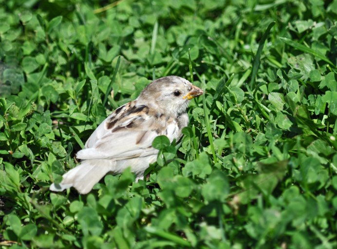 Стервятник альбинос
