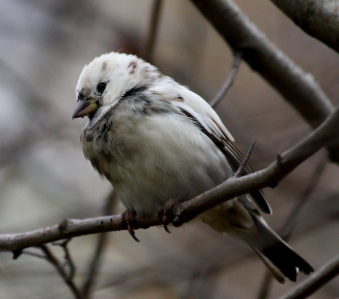 Воробей альбинос птица