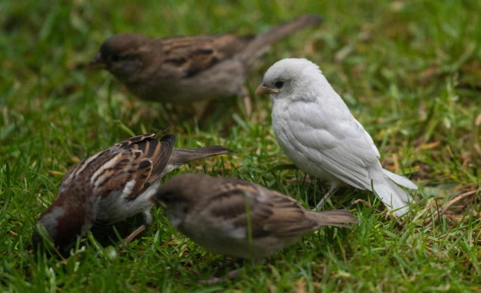 Воробей альбинос