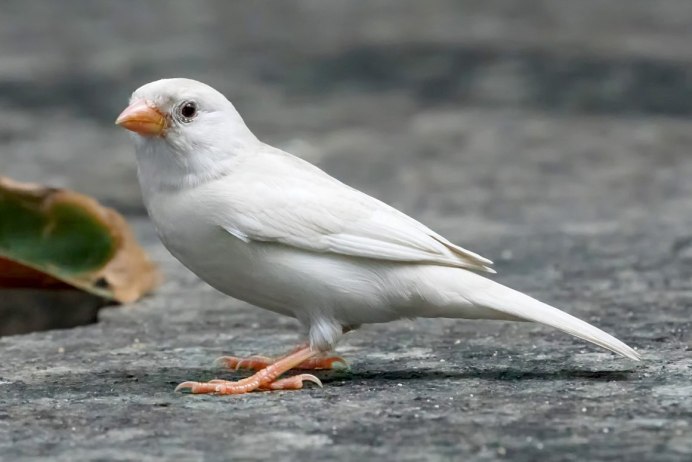 Воробей альбинос птица
