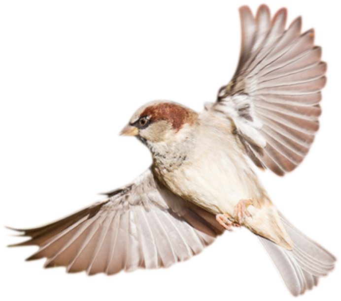 Нахохлившийся Воробей