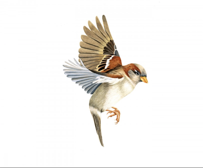 Воробей для детей