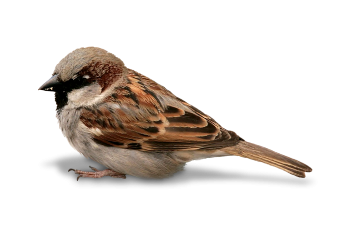 Красноголовый Воробей