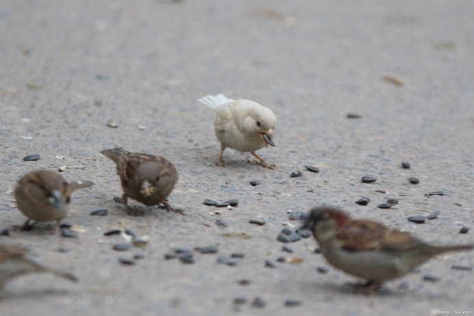 Синичка раскраска для детей