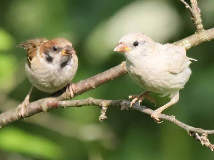 Белый Воробей птица