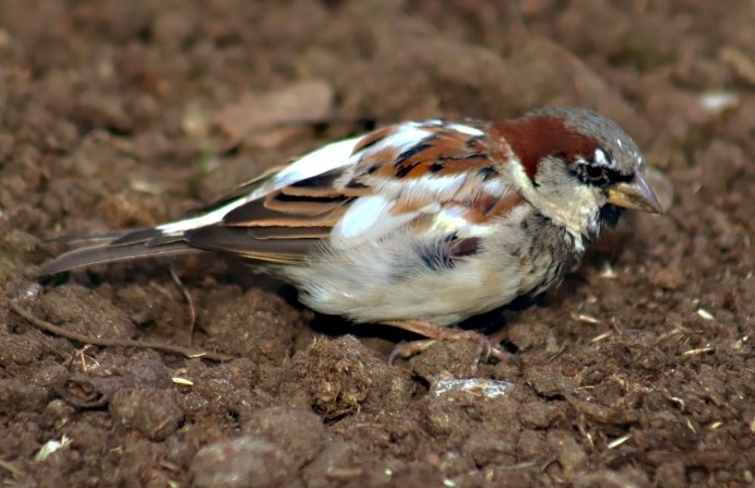 Белый Воробей