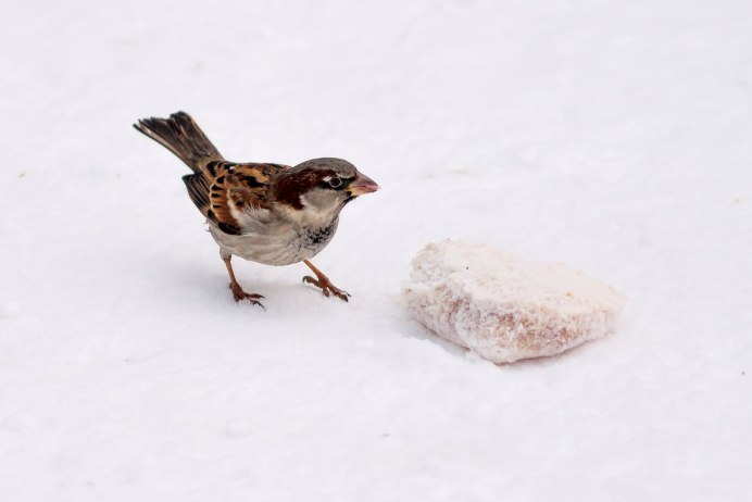 Воробей рисунок