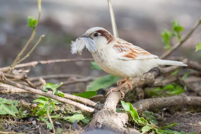Воробей альбинос