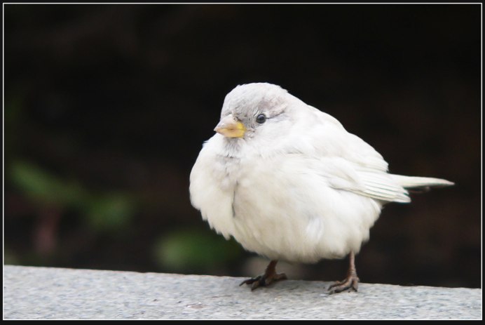 Пушистый Воробей