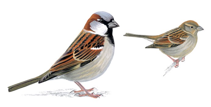 Птица Воробей