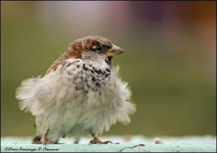 Белый Воробей альбинос