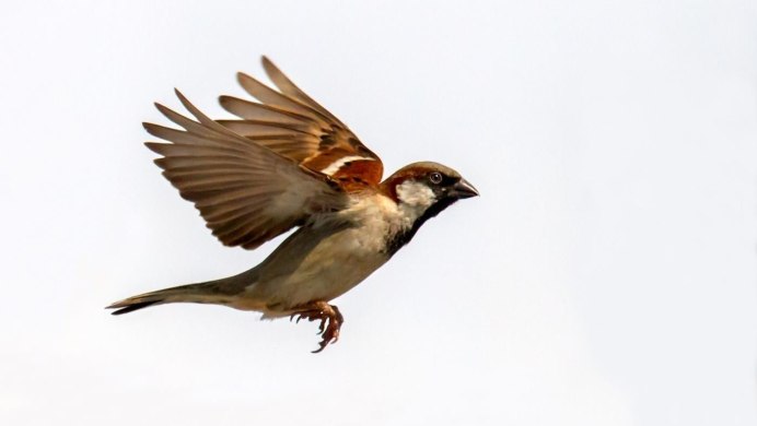 Веселые птички на ветке