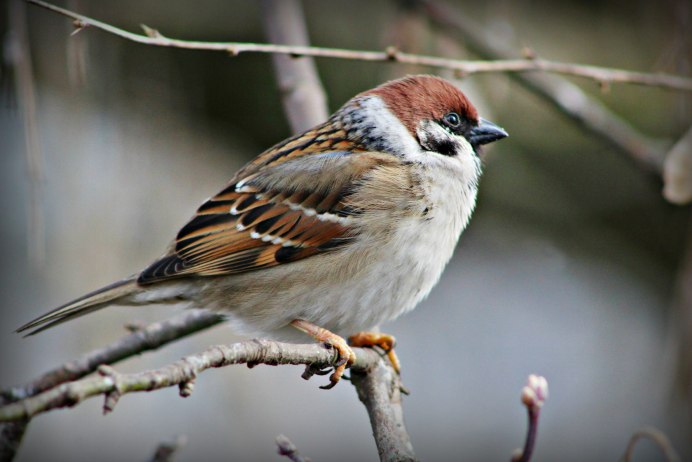Птички тату эскиз