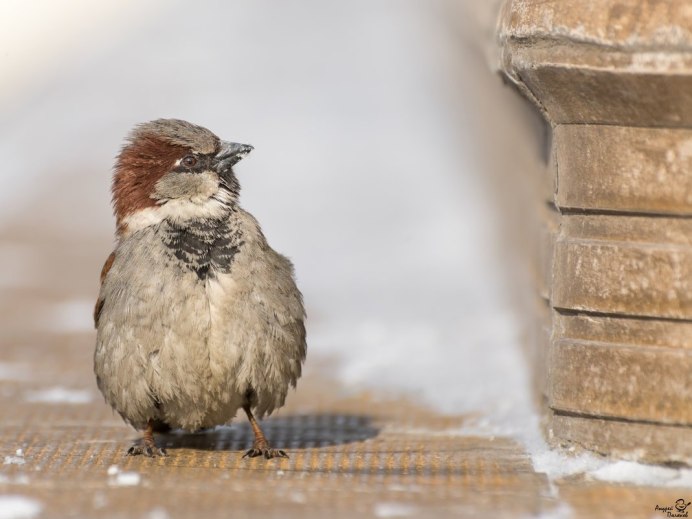 Взъерошенный Воробей
