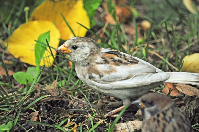 Воробушек растрепанный