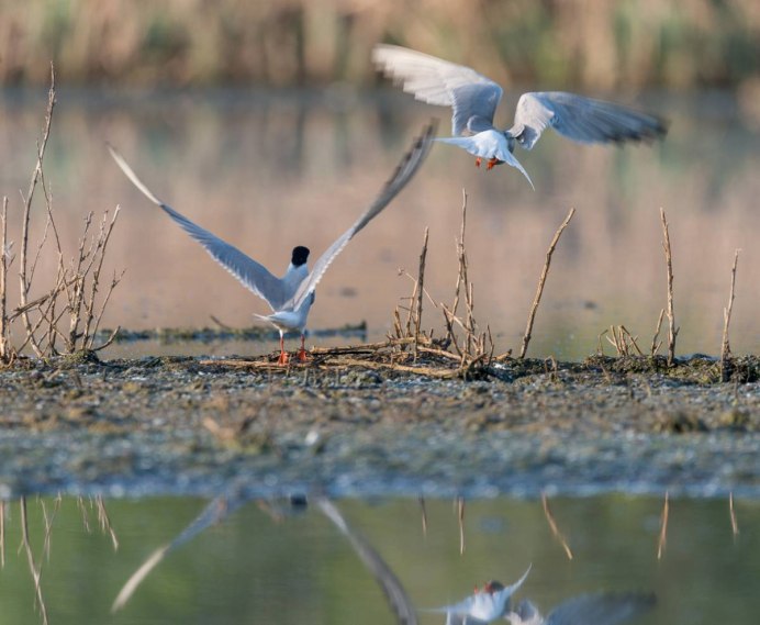 Речные птицы России