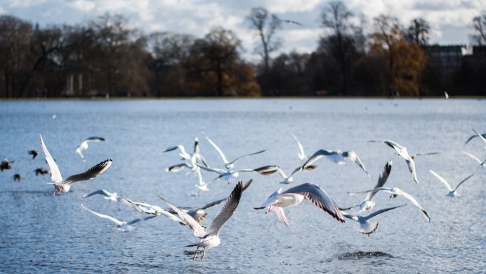 Птицы на реке