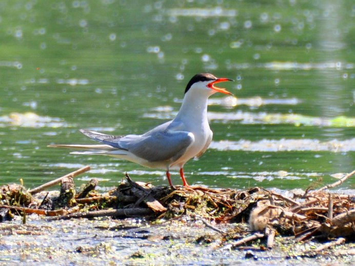 Водоплавающая птичка