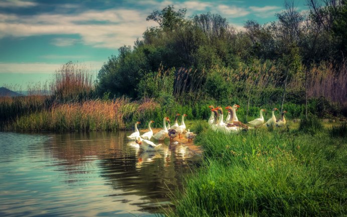 Утки водоплавающие птицы Ленинградской области