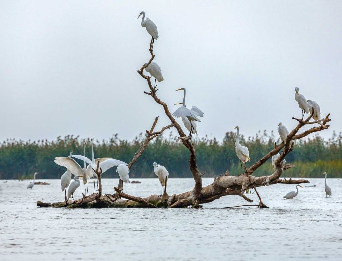 Озерная Чайка и крачка