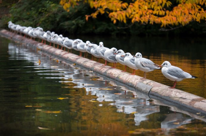 Пруд с утками