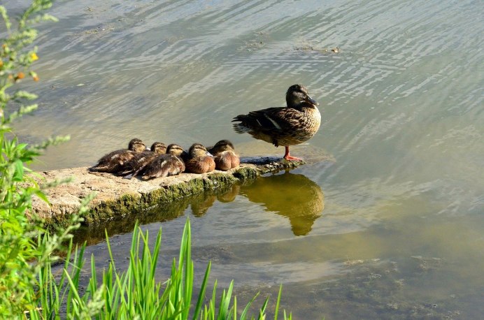 Утки на реке