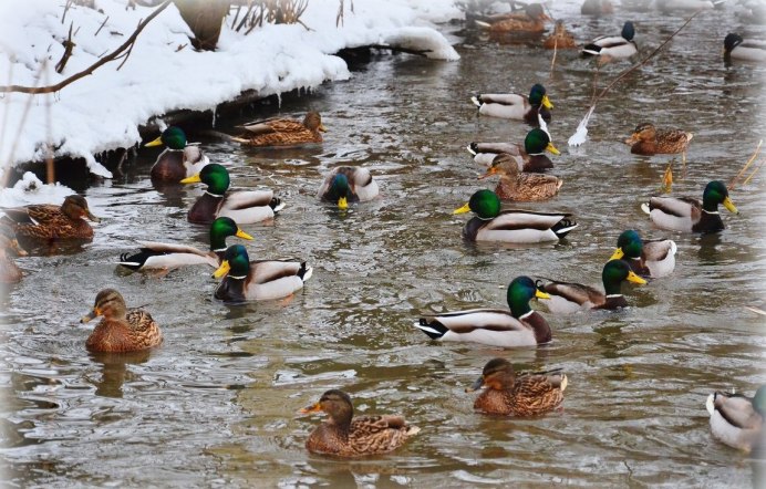 Зимнее озеро с утками