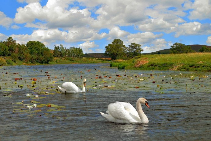Лебеди над озером