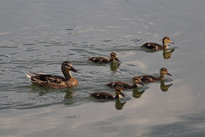 Водоплавающие птицы Воронеж