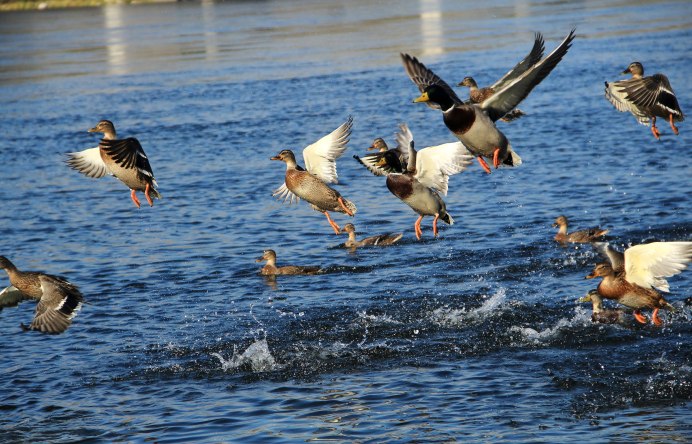 Птицы на Оби река
