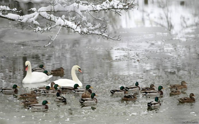 Красивое озеро с утками
