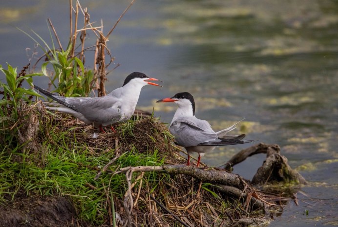 Птицы плавающие в пруду