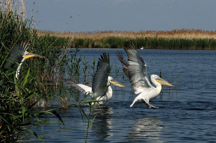 Астраханский биосферный заповедник Астрахань