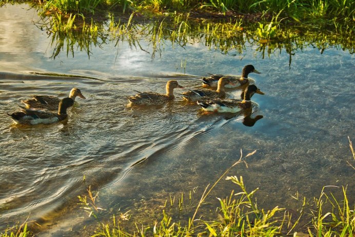 Утки плещутся в реке