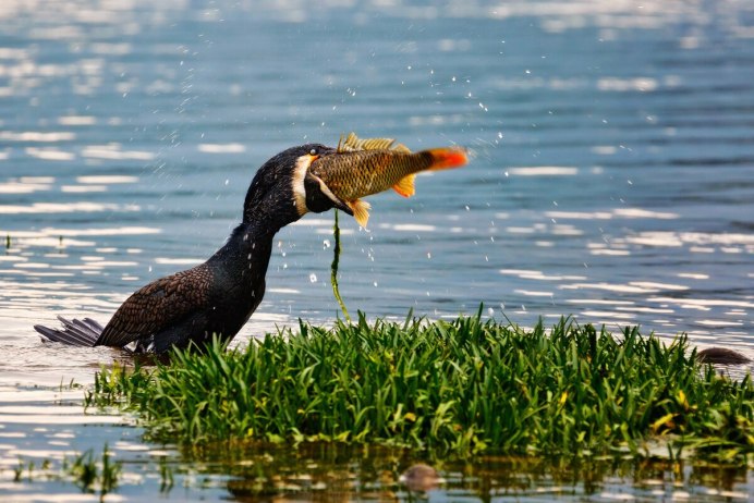 Озеро с утками