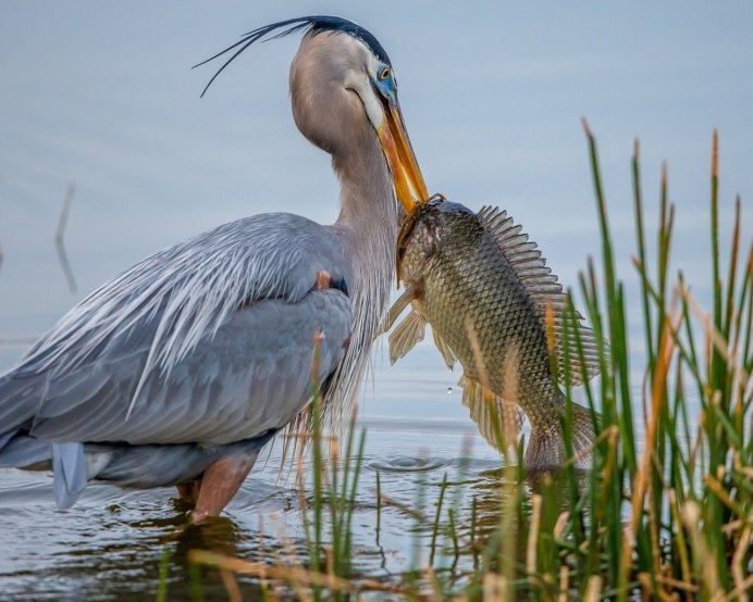Осеннее озеро с утками