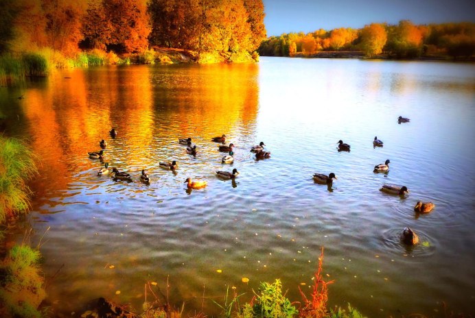 Весна Дикие утки