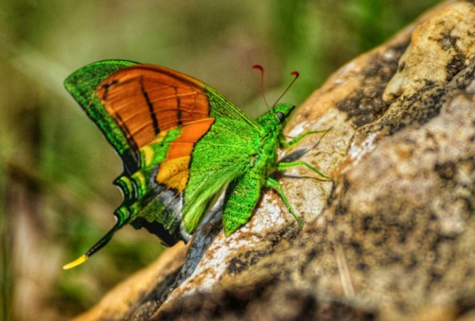 Caenidae поденка