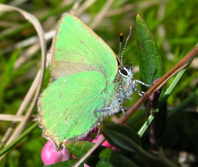 Callophrys Rubi