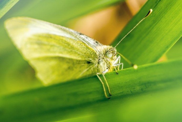 Saturniidae Selene