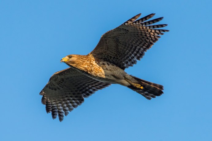 Тетеревятник (Accipiter gentilis)