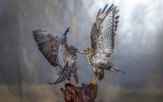 Клюв Беркута