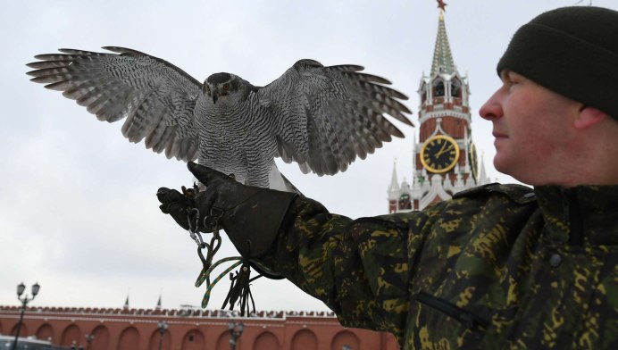 Хищные птицы ястреб Коршун